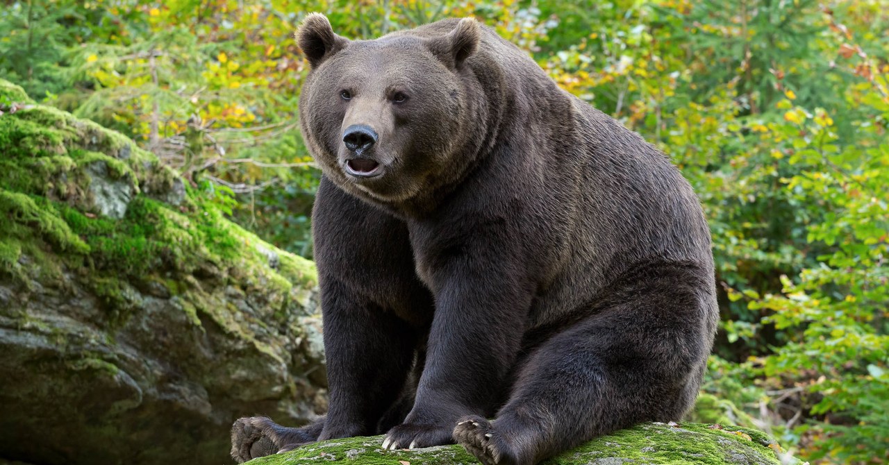 a fat bear